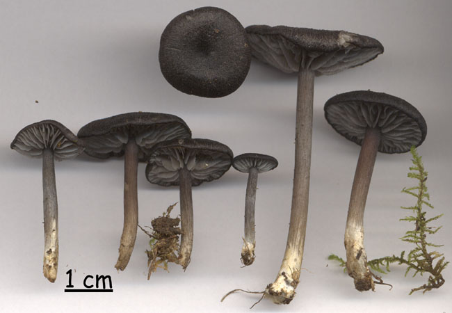 Entoloma melanochroum